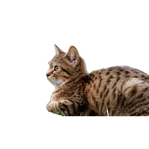 Adorable Tabby Cat Lounging On The Grass In A Serene Outdoor Setting. 18166 - Cat PNG image with transparent background